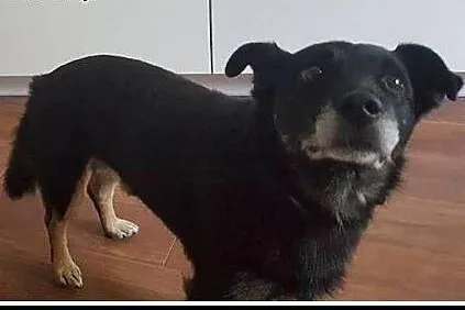Ok. 5-6-letni kochany PĄCZEK szuka dobrego domu !,