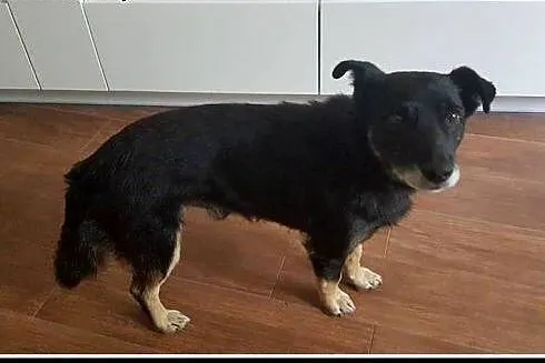 Ok. 5-6-letni kochany PĄCZEK szuka dobrego domu !,