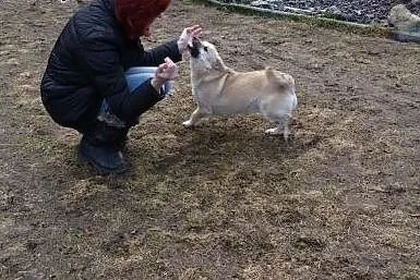 Wspaniałe psie dziecko Migdałek!,  Kundelki cała P