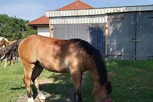 Sprzedam zrebice sztumska