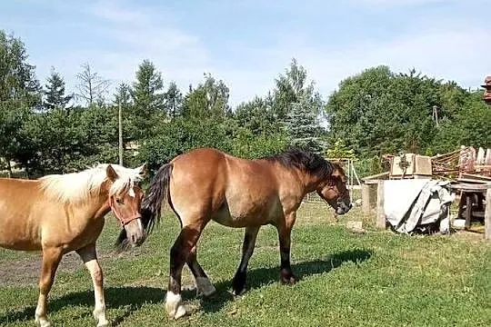 Sprzedam zrebice sztumska, Kujawsko-pomorskie, Brodnica