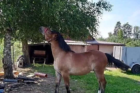 Sprzedam zrebice sztumska, Kujawsko-pomorskie, Brodnica