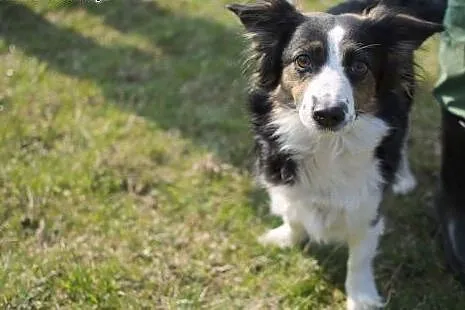 Matylda nieduża sunia w typie Border Collie straciła kochającą Panią, szuka domu,  mazowieckie Warszawa
