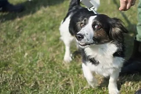 Matylda nieduża sunia w typie Border Collie straci