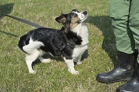 Matylda nieduża sunia w typie Border Collie straci