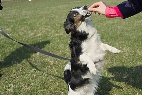 Matylda nieduża sunia w typie Border Collie straci