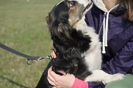 Matylda nieduża sunia w typie Border Collie straci