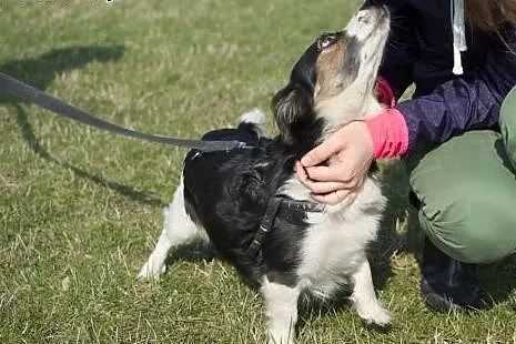 Matylda nieduża sunia w typie Border Collie straci