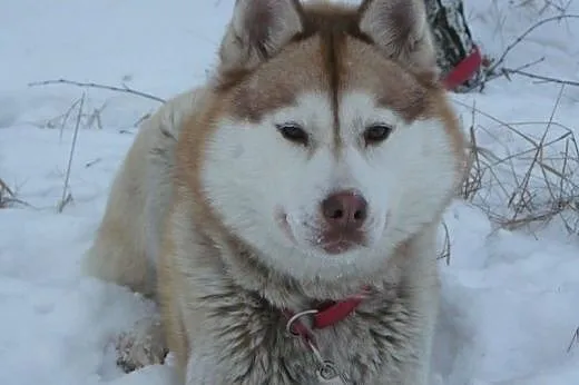 LeeLoo- śliczna suczka w typie husky szuka domu,  