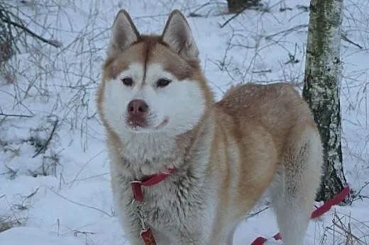 LeeLoo- śliczna suczka w typie husky szuka domu,  