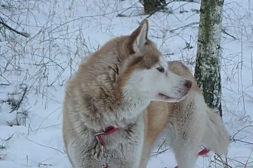 LeeLoo- śliczna suczka w typie husky szuka domu,  