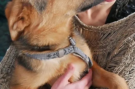Hermiona - delikatna i kochana sunia do adopcji :)