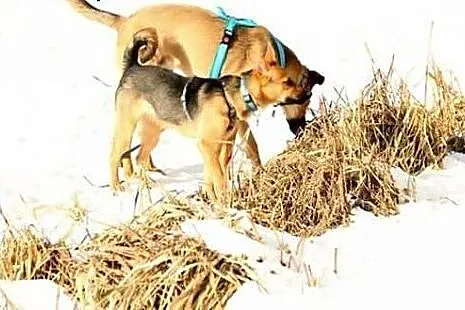 Hermiona - delikatna i kochana sunia do adopcji :)