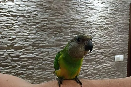 Afrykanka senegalska senegalka ręcznie karmiona