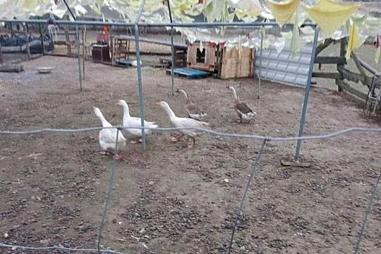 gęsi