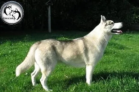 Azumi rodowodowa sunia szuka domu