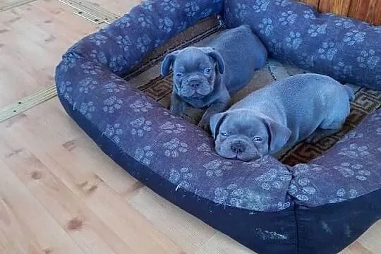 Buldog francuski blue