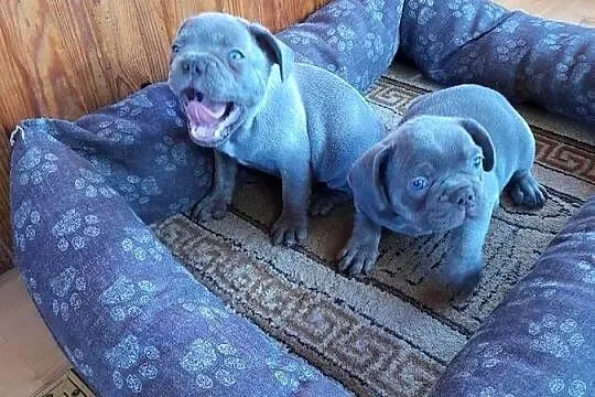 Buldog francuski blue, Podlaskie, Augustów