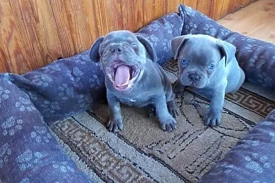 Buldog francuski blue, Podlaskie, Augustów