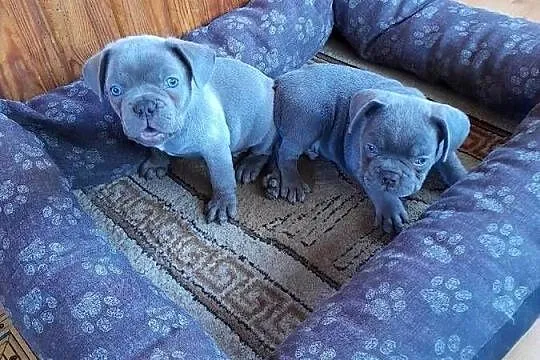 Buldog francuski blue, Podlaskie, Augustów