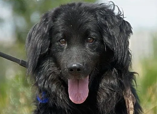 Nux :) pies, adopcja, lubuskie Gorzów Wielkopolsk