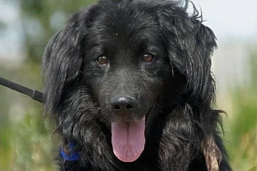 Nux :) pies, adopcja, lubuskie Gorzów Wielkopolski