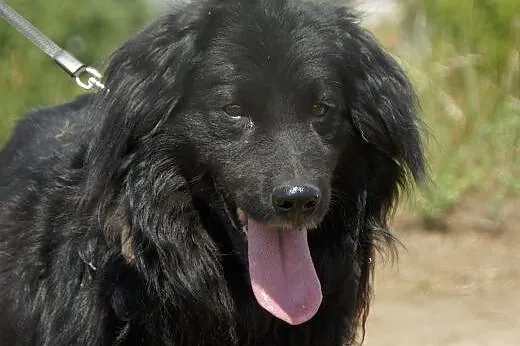 Nux :) pies, adopcja,  lubuskie Gorzów Wielkopolsk