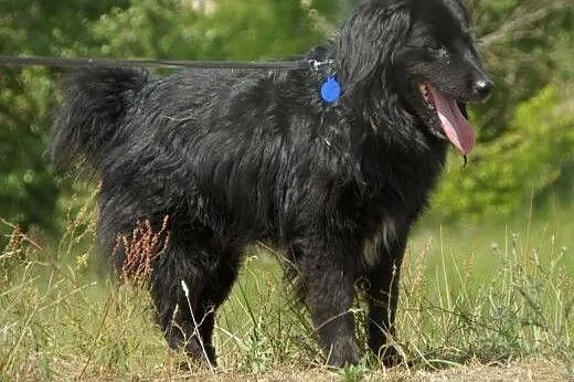 Nux :) pies, adopcja,  lubuskie Gorzów Wielkopolsk