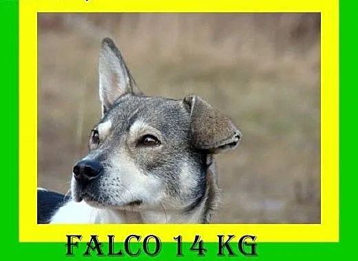 Radosny, lubi spacery, pieszczoch, pies FALCO, do