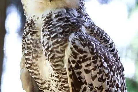 Sprzedam puchacz śnieżny bubo scandiacus, Małopolskie, Kraków