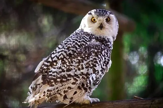 Sprzedam puchacz śnieżny bubo scandiacus, Małopolskie, Kraków