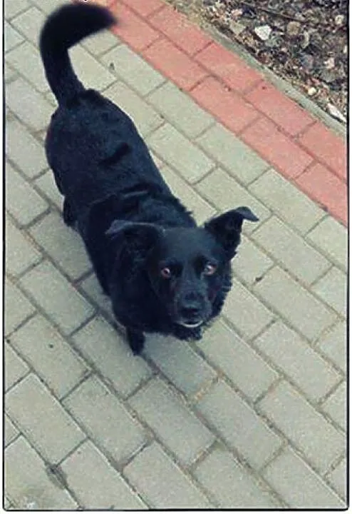 CZARNA - piękna sunia do adopcji!, wielkopolskie