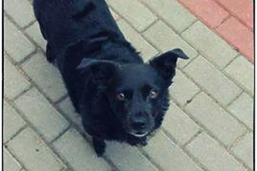 CZARNA - piękna sunia do adopcji!, wielkopolskie Poznań