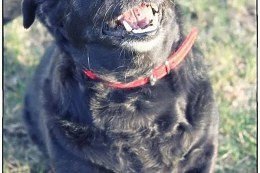 CZARNA - piękna sunia do adopcji!,  wielkopolskie 