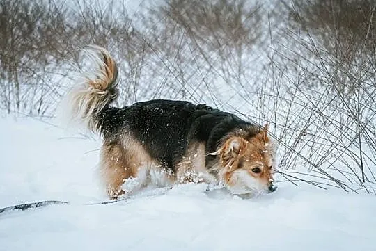 Orbit szuka domu, Podkarpackie, Stalowa Wola