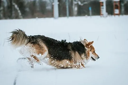 Orbit szuka domu, Podkarpackie, Stalowa Wola