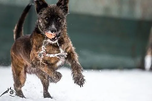 Londi- wesoła 4latka do adopcji,  śląskie Gliwice