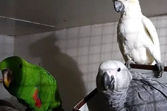 Żako kongijskie