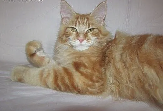 MAINE COON - kocurki i koteczki - roowód FPL/FIFE,