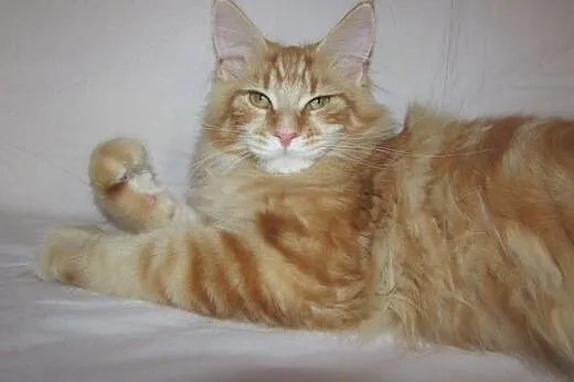 MAINE COON - kocurki i koteczki - roowód FPL/FIFE,