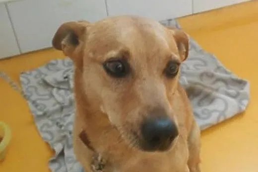 Pikuś kolejna psia tragedia, kto go pokocha i da m