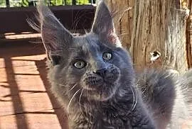 Niebieski Maine Coon - FPL