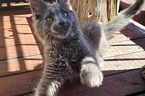 Niebieski Maine Coon - FPL, Pomorskie, Gdańsk
