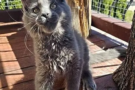 Niebieski Maine Coon - FPL, Pomorskie, Gdańsk