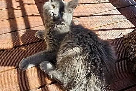 Niebieski Maine Coon - FPL, Pomorskie, Gdańsk