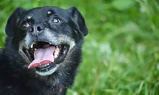 Małpek z likwidowanego przytuliska błaga o dom, ł