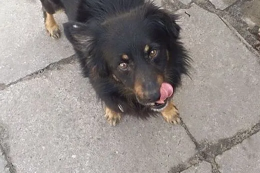 ADOPCJA CZARUSIA,  małopolskie Kraków