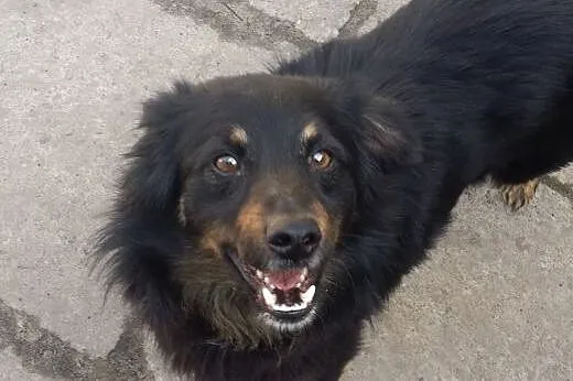 ADOPCJA CZARUSIA,  małopolskie Kraków