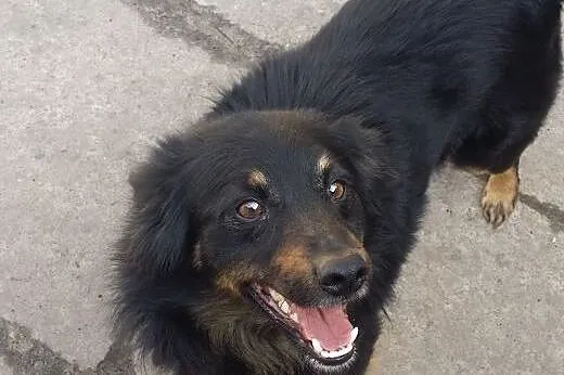 ADOPCJA CZARUSIA,  małopolskie Kraków