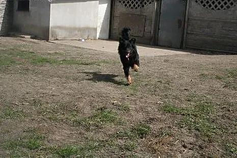 ADOPCJA CZARUSIA,  małopolskie Kraków